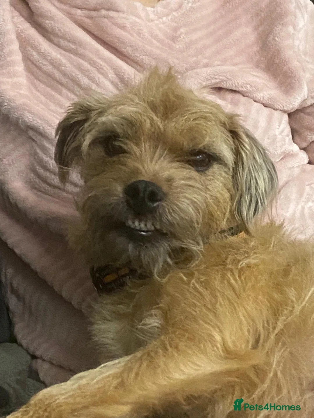 Border Terrier dogs for sale: **Border Terrier Puppies** in Glasgow - Advert 2