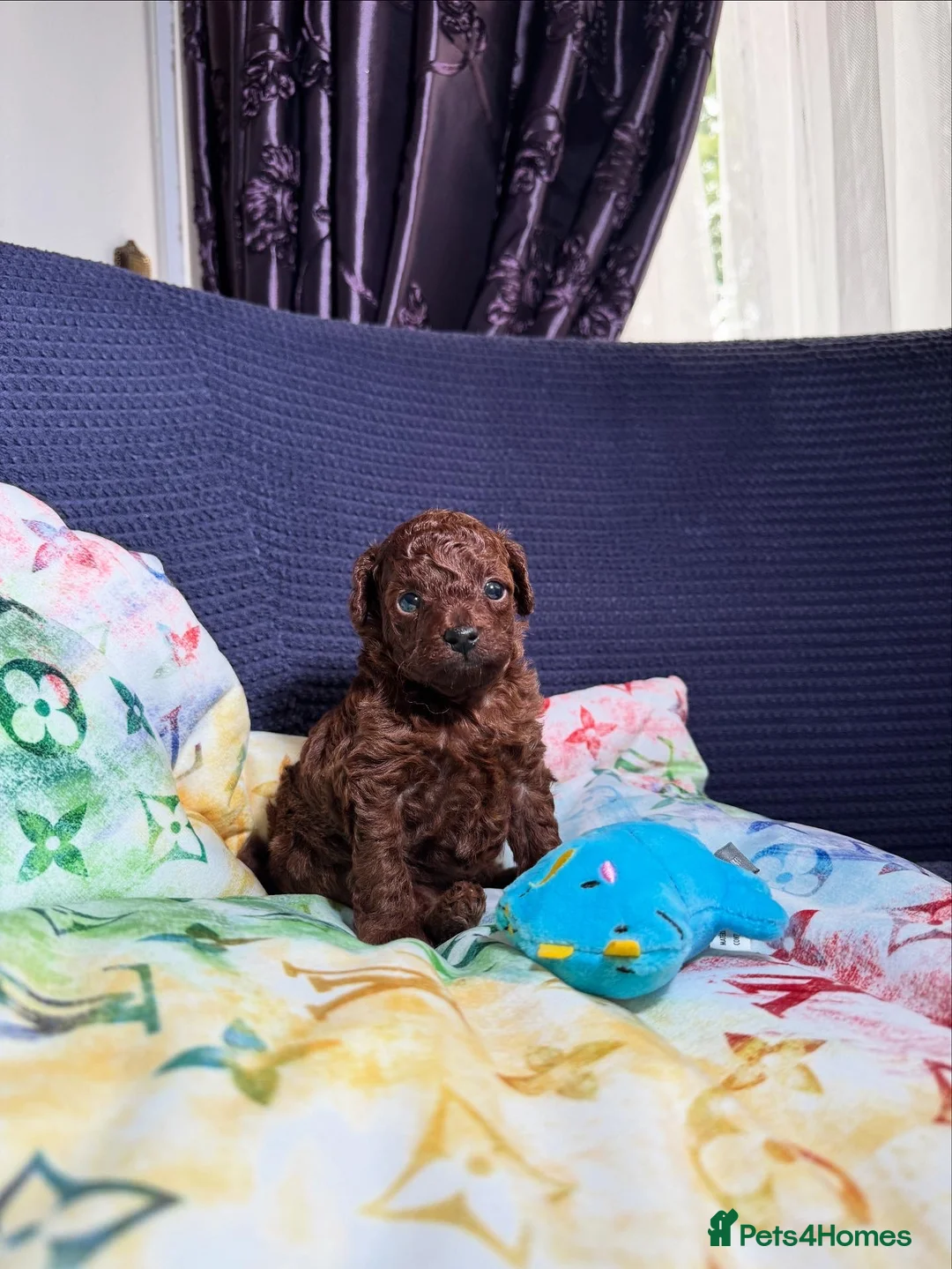 Toy Poodle dogs for sale: Asian micro poodle-you can join in to waiting list - Advert 4