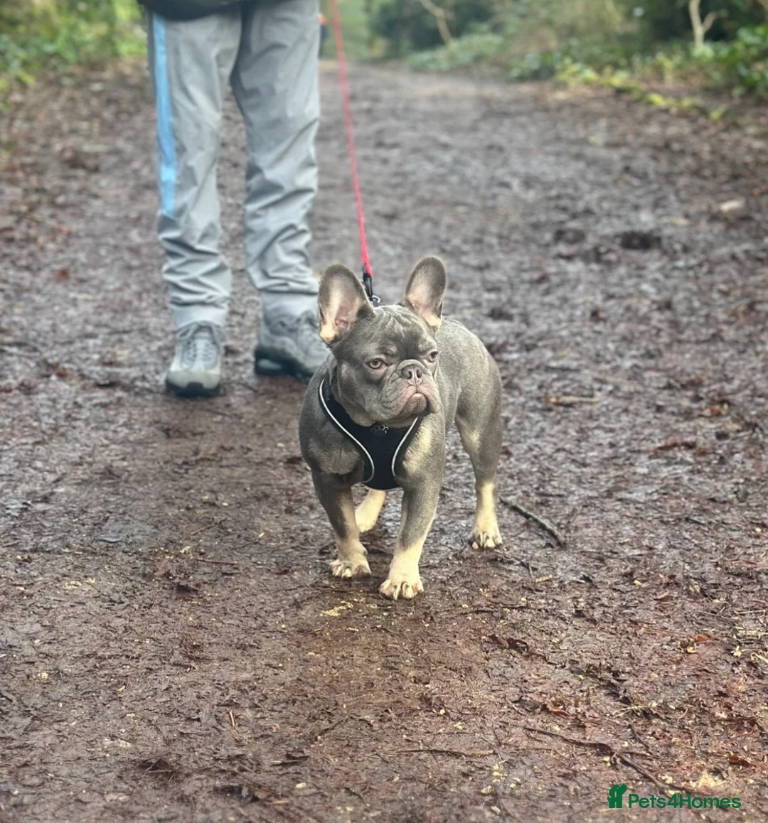 French Bulldog dogs for stud: Lilac and tan French bulldog carries Isabella  - Advert 7
