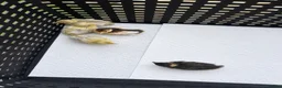 Quail poultry for sale: Chinese painted quails - Advert 1