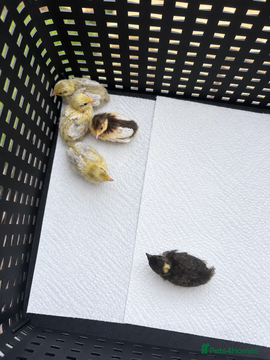 Quail poultry for sale: Chinese painted quails - Advert 1