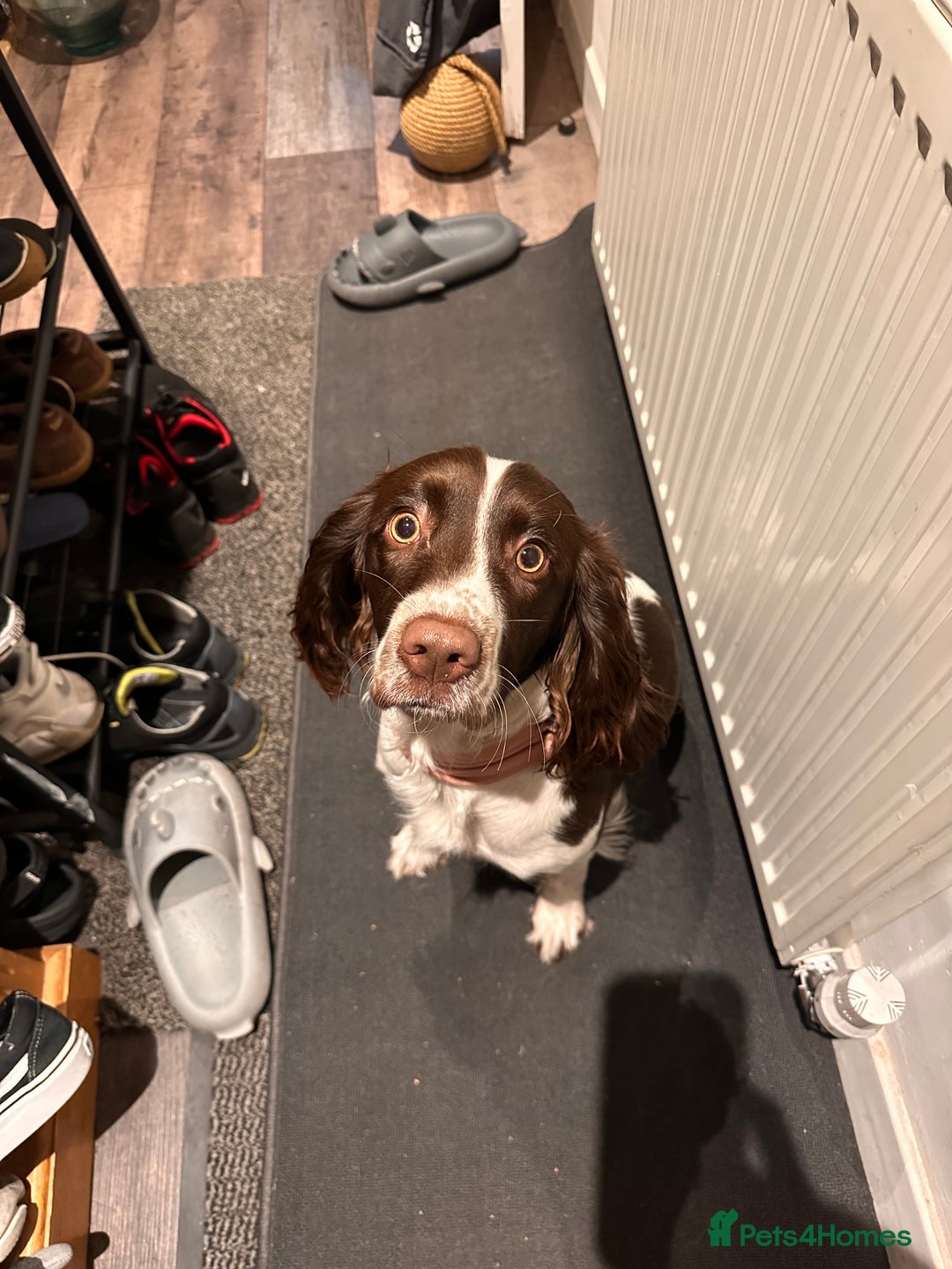 Sprocker dogs for sale: Sprocker one year - Advert 3