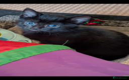 Mixed Breed cats for sale: Female kitten  - Advert 1