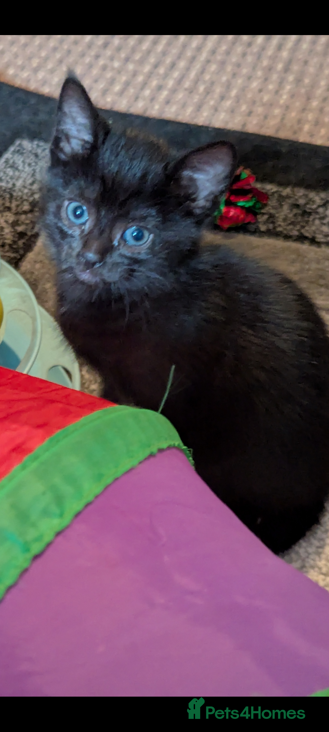 Mixed Breed cats for sale: Female kitten  - Advert 1