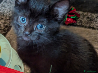 Mixed Breed cats Female kitten - Advert 1