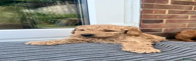 Australian Labradoodle Puppy 6