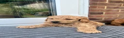 Australian Labradoodle dogs for sale: Australian Labradoodle Puppies Only 2 Remaining - Advert 18