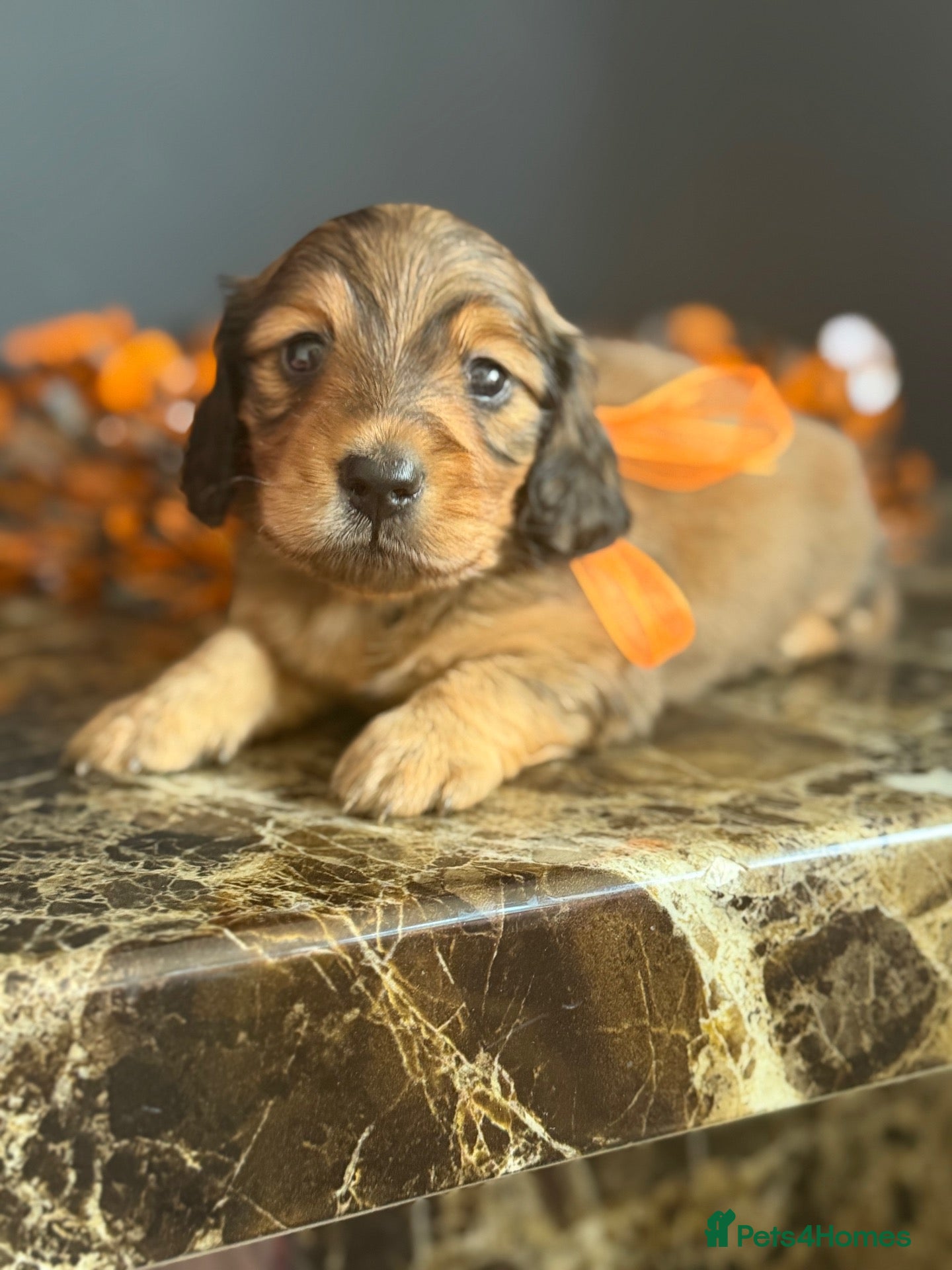 Miniature Dachshund dogs 🏆Champion Lines Minature Dachshunds🏆 - Advert 1