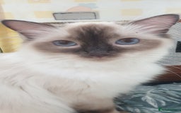 Ragdoll cats for sale: GCCF Chocolate Point with White Bi-color kittensur - Image 16