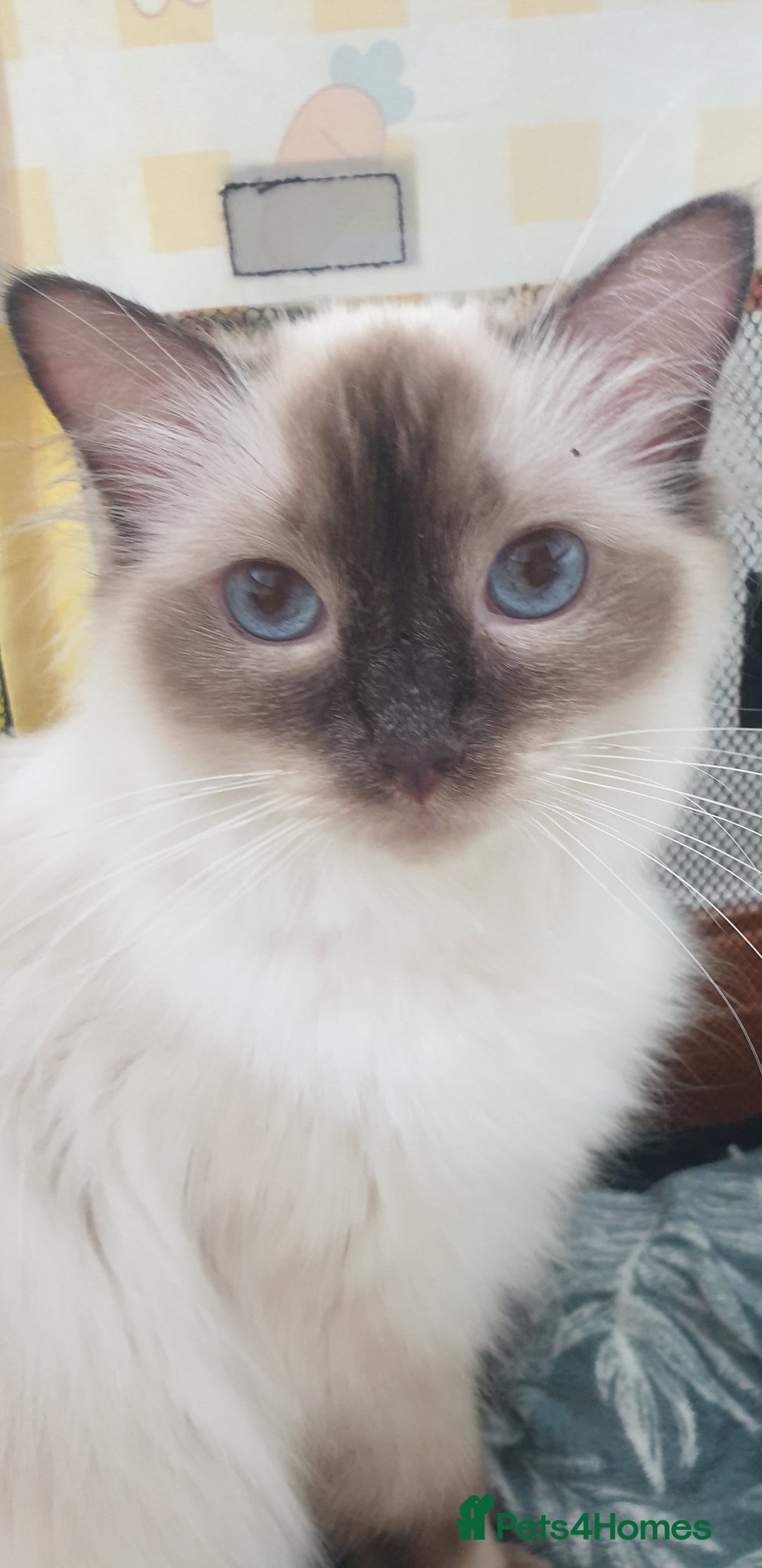 Ragdoll cats for sale: GCCF Chocolate Point with White Bi-color kittensur - Image 16