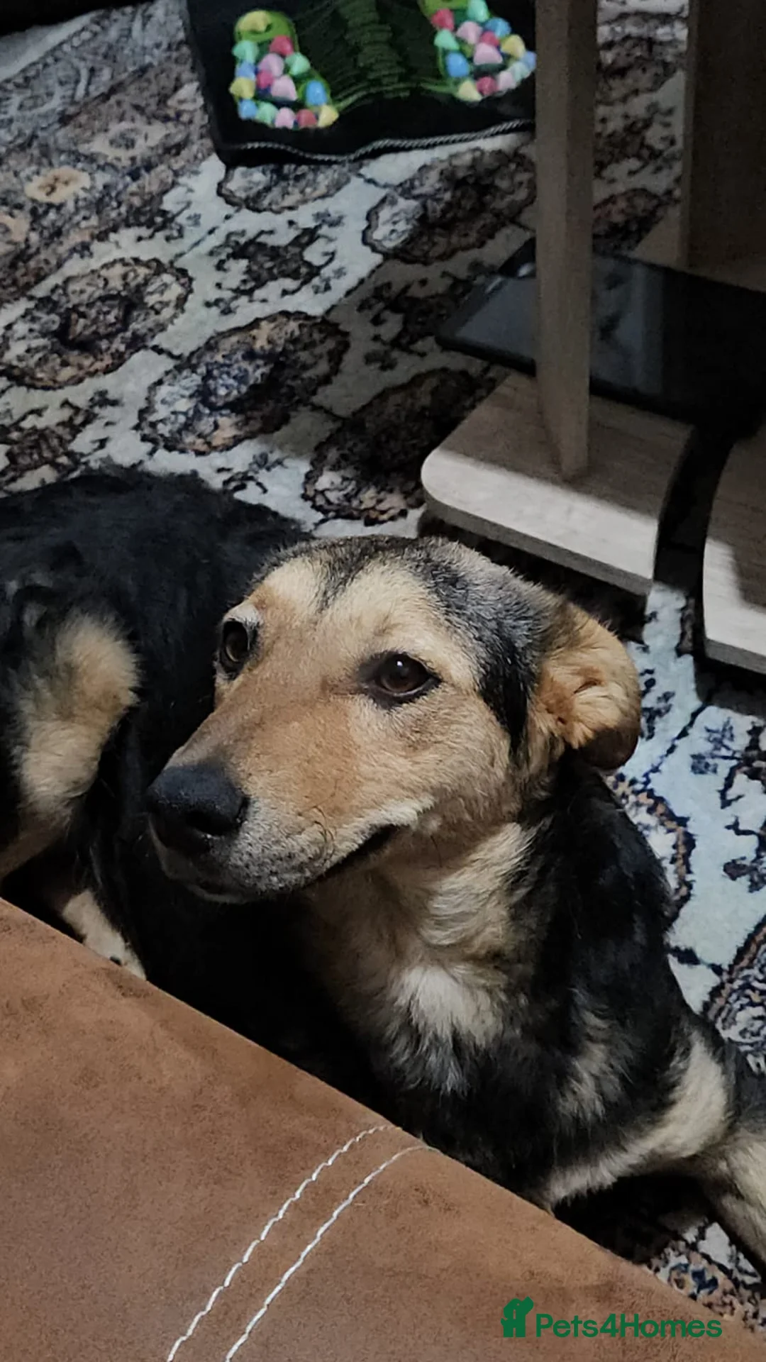 Mixed Breed dogs for adoption: 🐾 Meet Larisa - a gentle girl for a Loving Home💛 - Advert 35