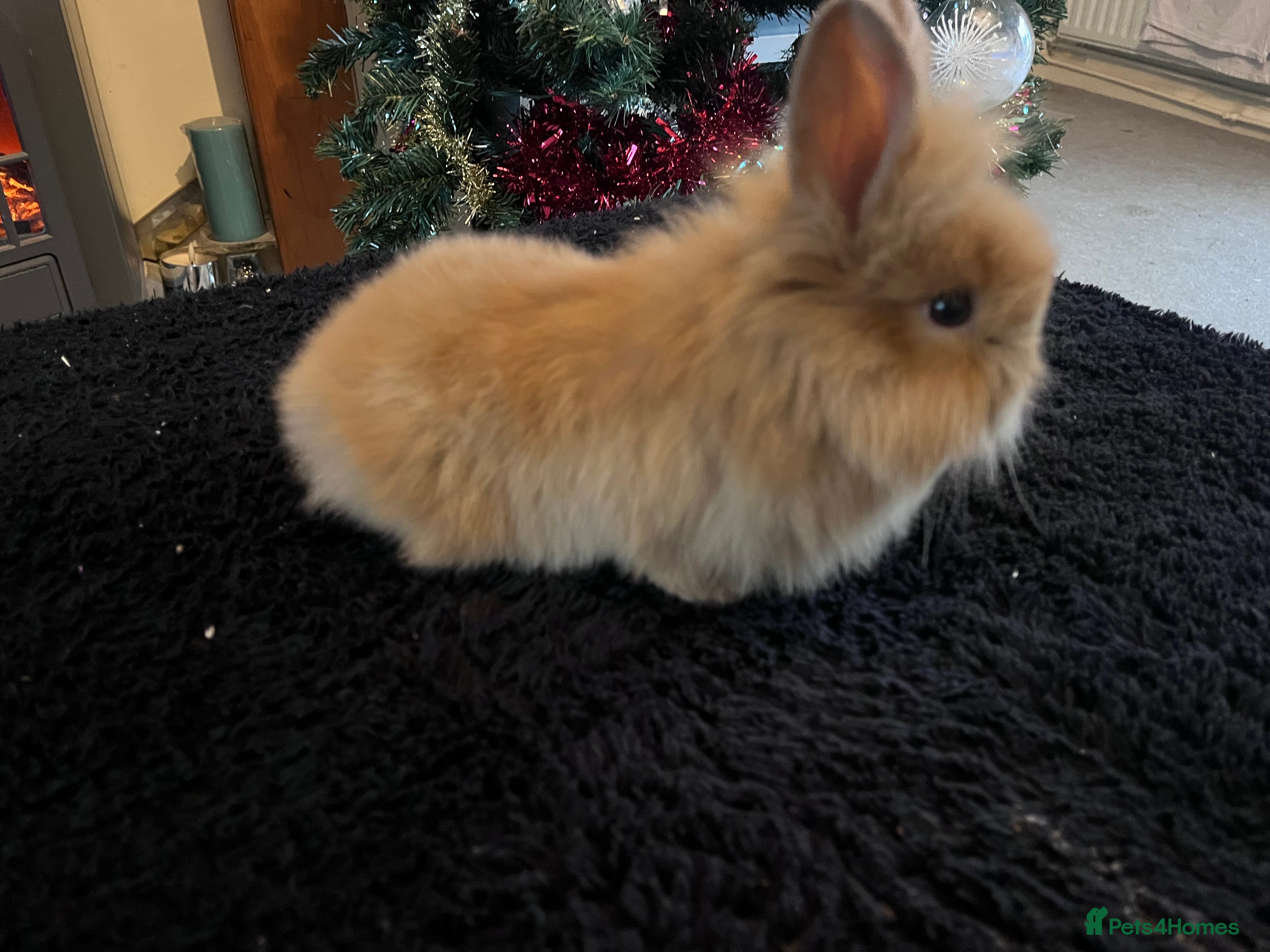 Lionhead rabbits 1 baby bunny looking for there forever home - Advert 11