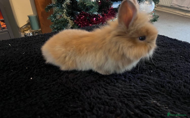 Lionhead rabbits 3 baby bunnies looking for there forever home - Advert 2