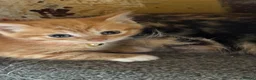 Mixed Breed cats for sale: One little girl left - Advert 7