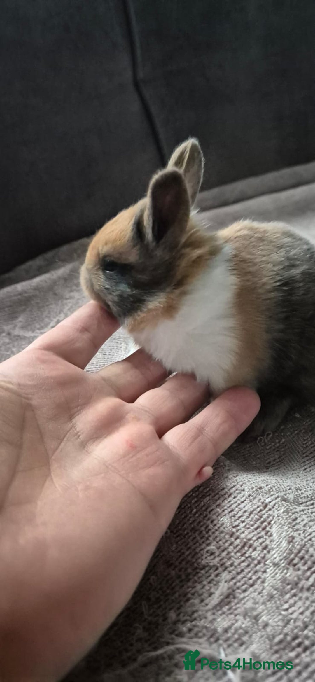 Mixed Breed rabbits for sale: 3 weeks old so cute 💕 - Advert 8