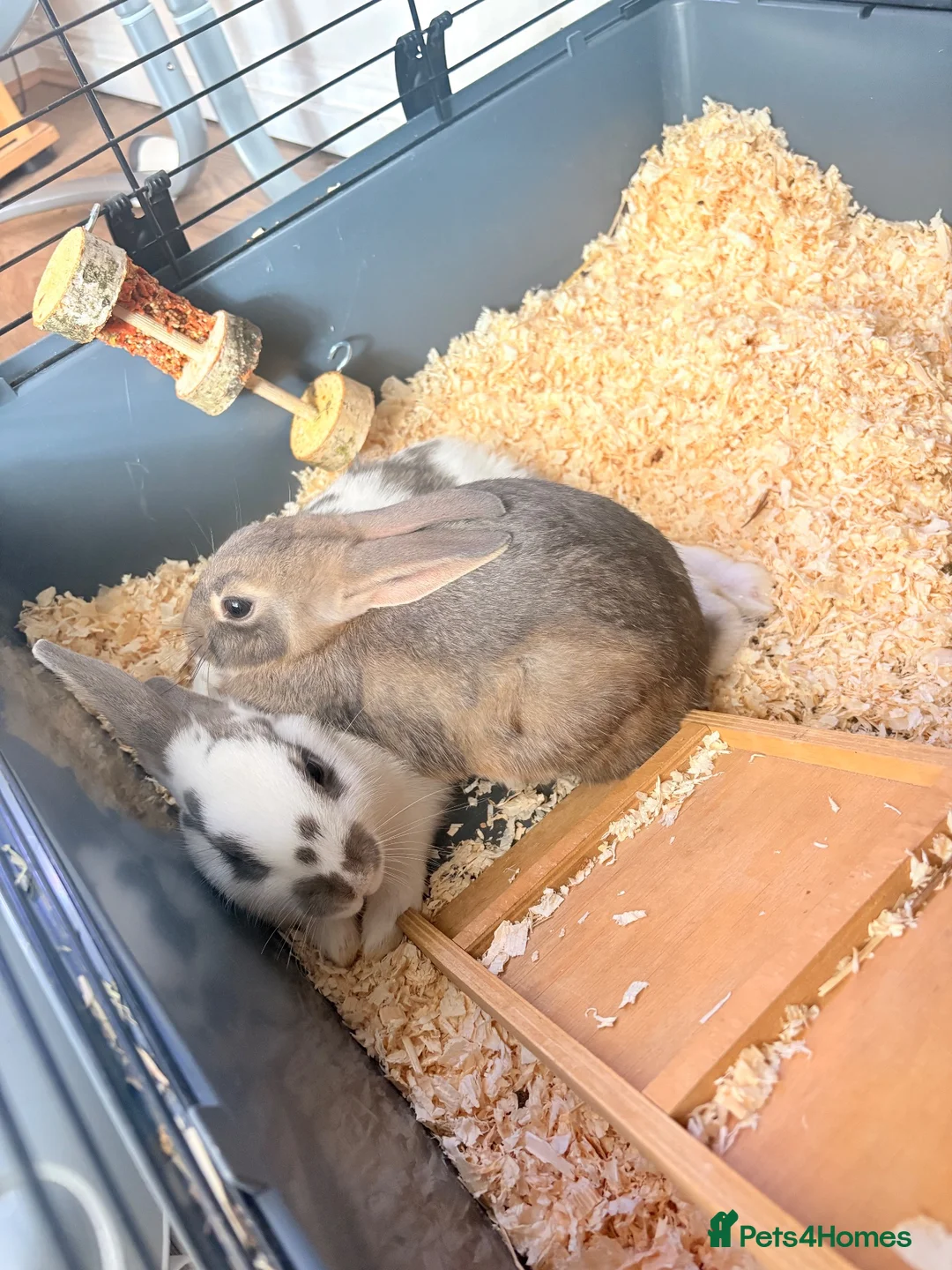 Mixed Breed rabbits for sale: 2 female rabbits for rehome  in Stoke-on-Trent - Advert 5