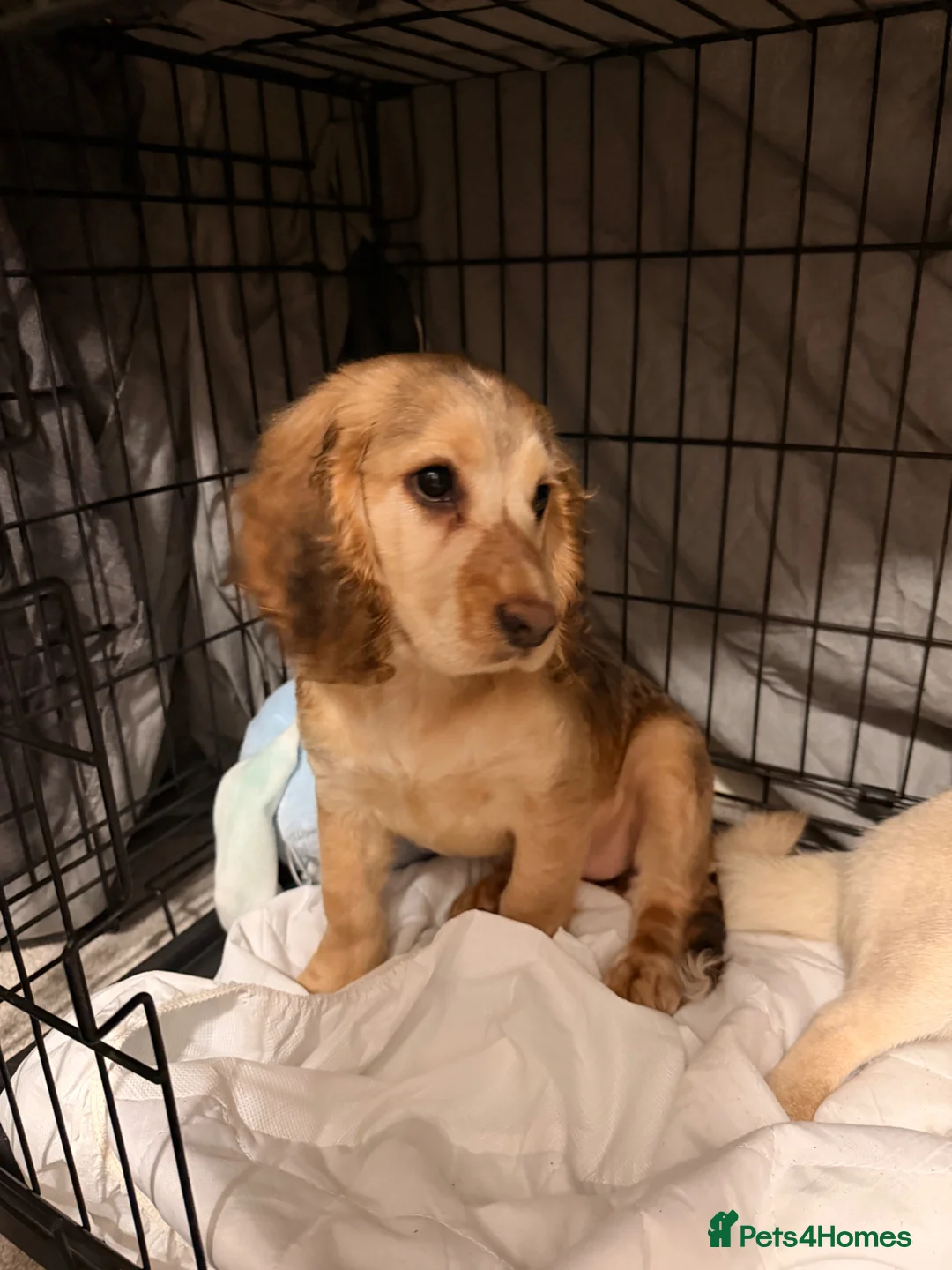 Cocker Spaniel dogs for sale: Cocker Spaniel - Advert 4