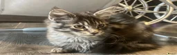 Maine Coon cats for sale: Georgeous Maine coon kittens active register - Advert 16
