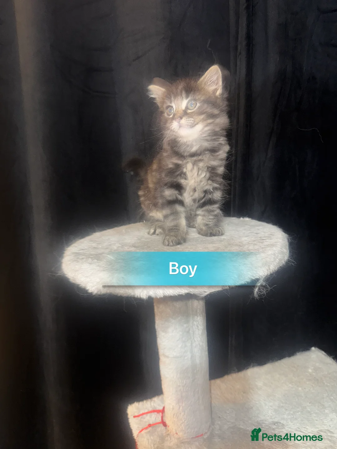 Mixed Breed cats for sale: Beautiful Chucky kittens for sale  - Advert 12