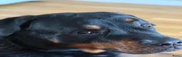 Rottweiler dogs for sale: ROTTWEILER in Skelmersdale - Advert 6