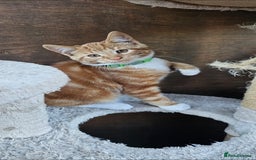 Mixed Breed cats for sale: 4 Ginger Kittens READY FOR A NEW HOME/WEST DRAYTO - Image 13
