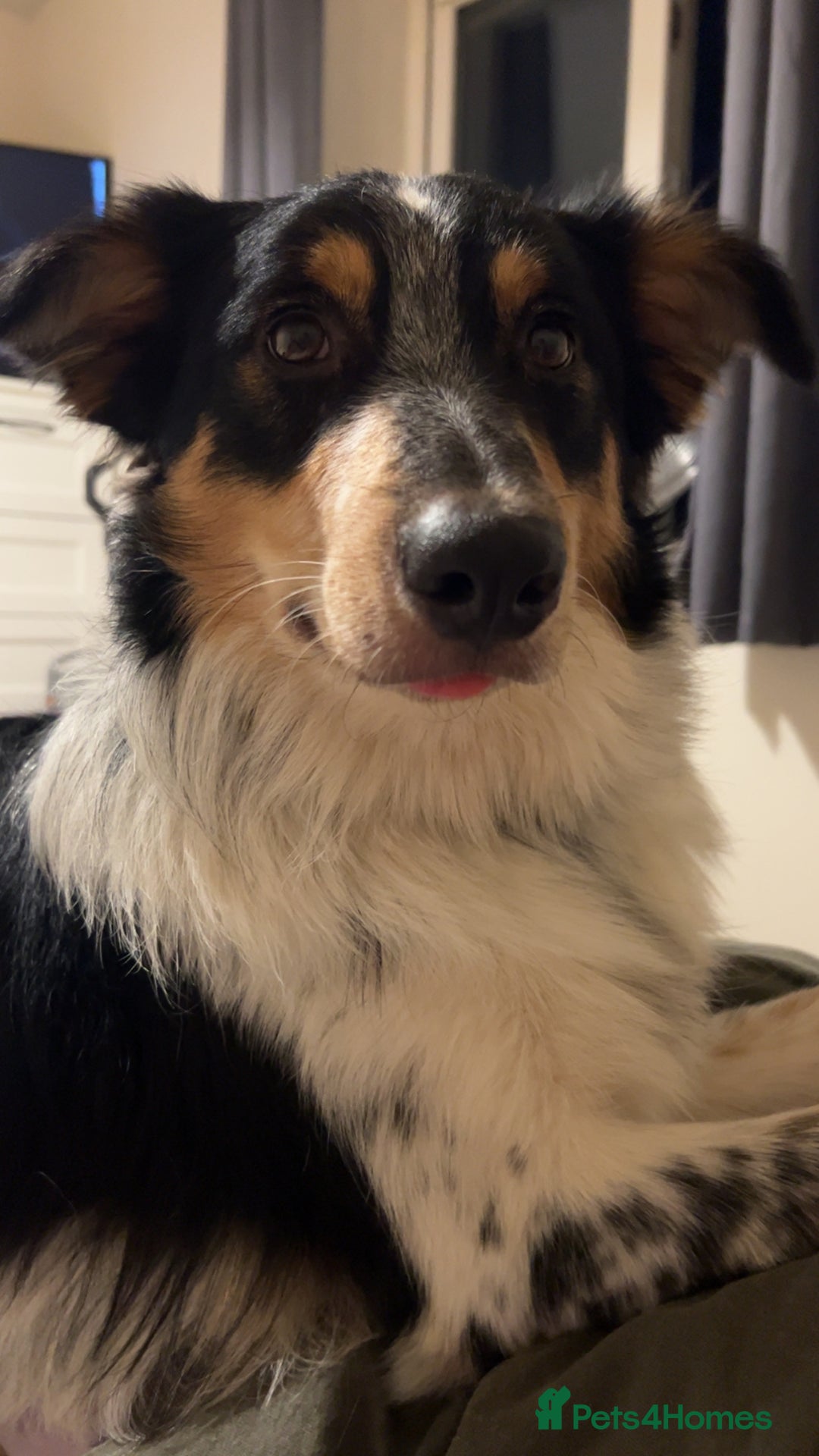 Mixed Breed dogs for sale: Jynx 1Yr4mnth Border Collie looking for right home - Advert 6