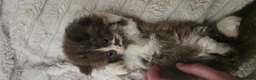 British Shorthair cats for sale: Beautiful British longhair kittens 🤎🧸  - Advert 16