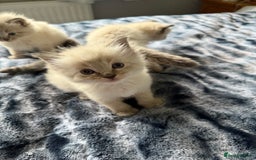 Ragdoll cats for sale: Lynx Seal Point and Seal Ragdoll Kittens - Image 2