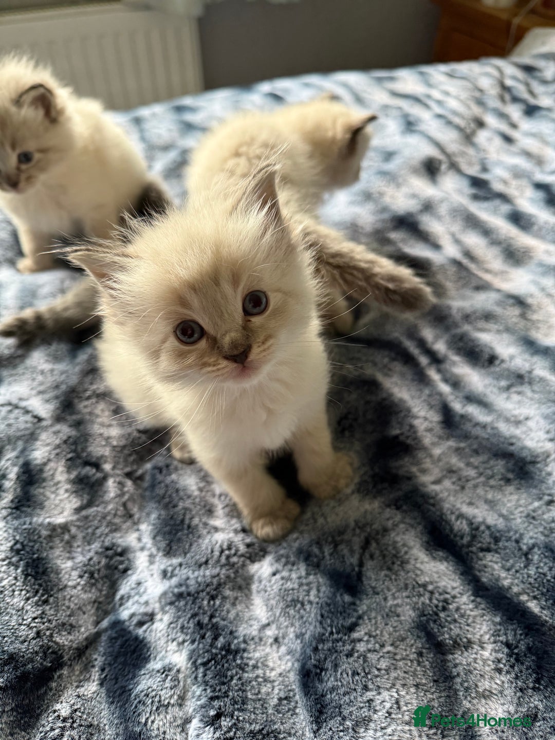 Ragdoll cats for sale: Lynx Seal Point and Seal Ragdoll Kittens - Image 2