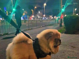 Chow Chow dogs Champion chow chow - Advert 1