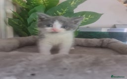 Mixed Breed cats for sale: Stunning  kittens looking  4 new home - Image 14