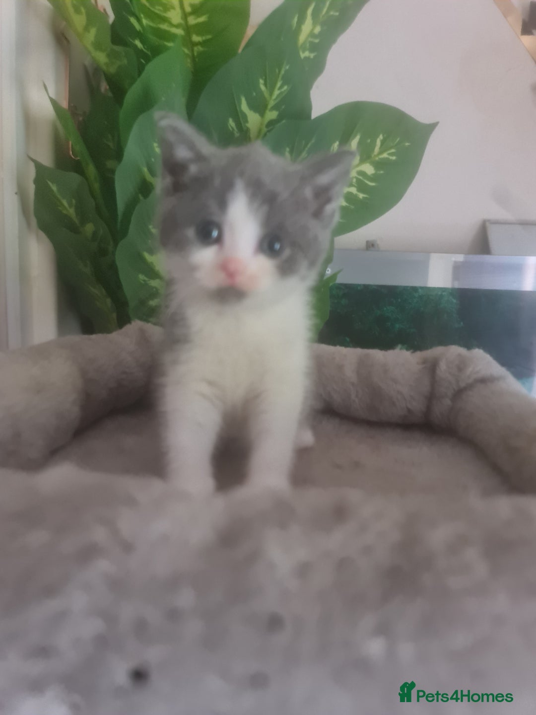 Mixed Breed cats for sale: Stunning  kittens looking  4 new home - Image 14