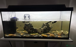 Axolotl reptiles for sale: 2 x Axolotl and full set up, 100l tank and stand  - Image 3