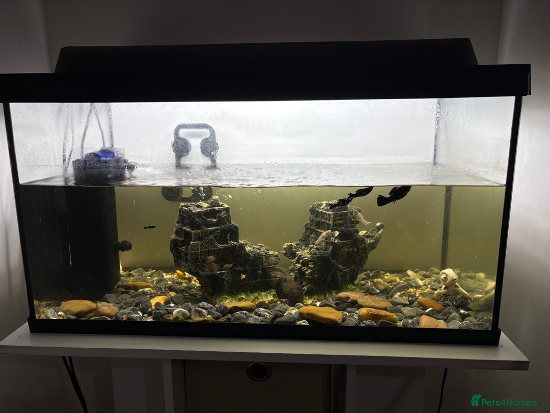 Axolotl reptiles for sale: 2 x Axolotl and full set up, 100l tank and stand  - Image 3
