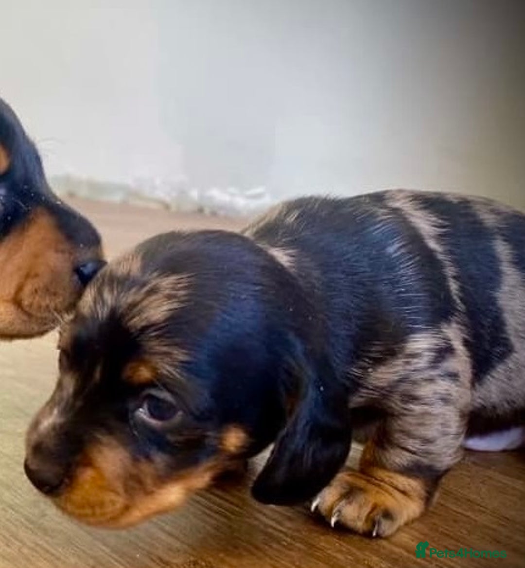 Miniature Dachshund dogs for sale: Perfect smoothhair mini dapple doxies for sale - Image 3