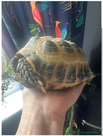 Tortoise reptiles - Advert 3