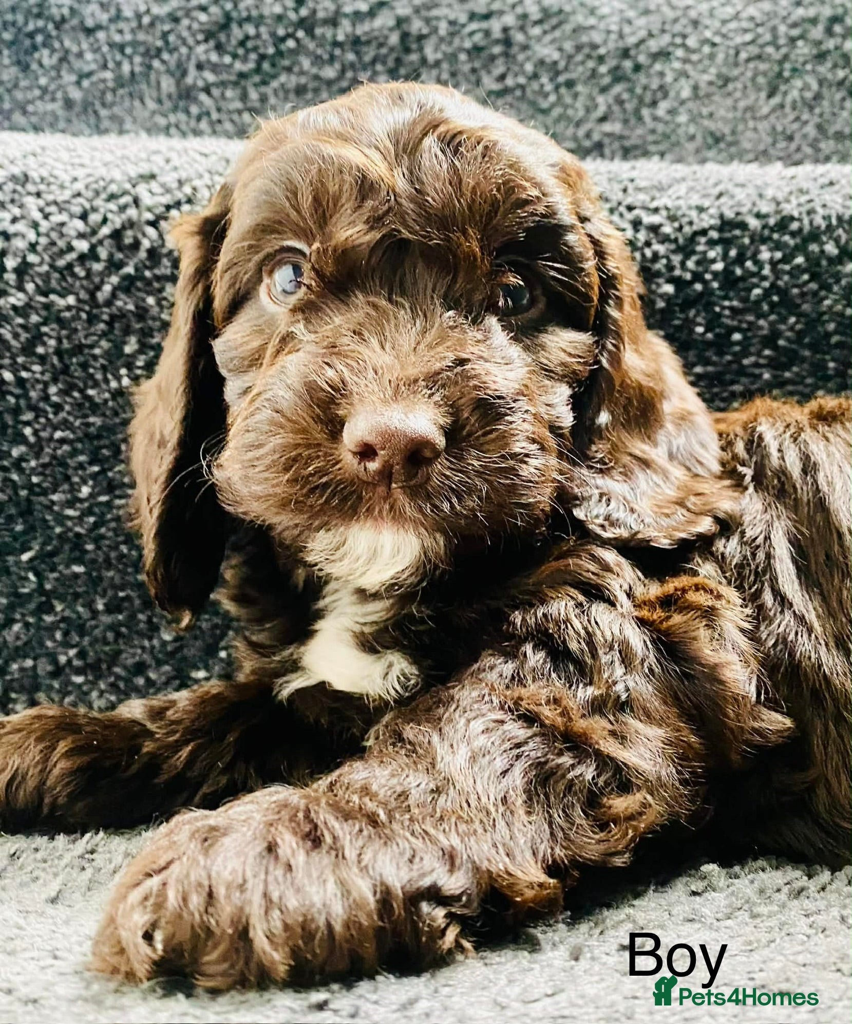 Sproodle dogs 🐶💕ready now 💕 Sprockerpoo Puppies🐶💕 - Advert 2