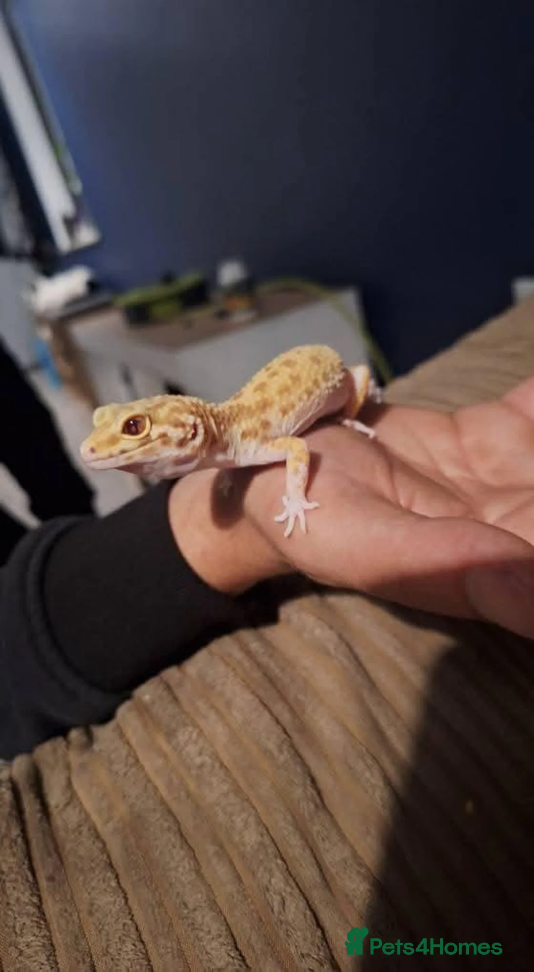 Leopard Gecko reptiles for sale: Male and female leopard gecko in Worthing - Advert 2