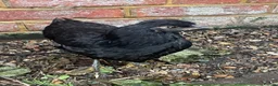 Chickens poultry for sale: Hand-Reared Bantam Wyandotte Chicks – 3 Available in Horsham - Advert 3