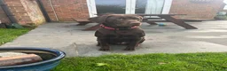 Labrador Retriever dogs for stud: Male Chocolate Labrador for stud  in Norwich - Advert 2