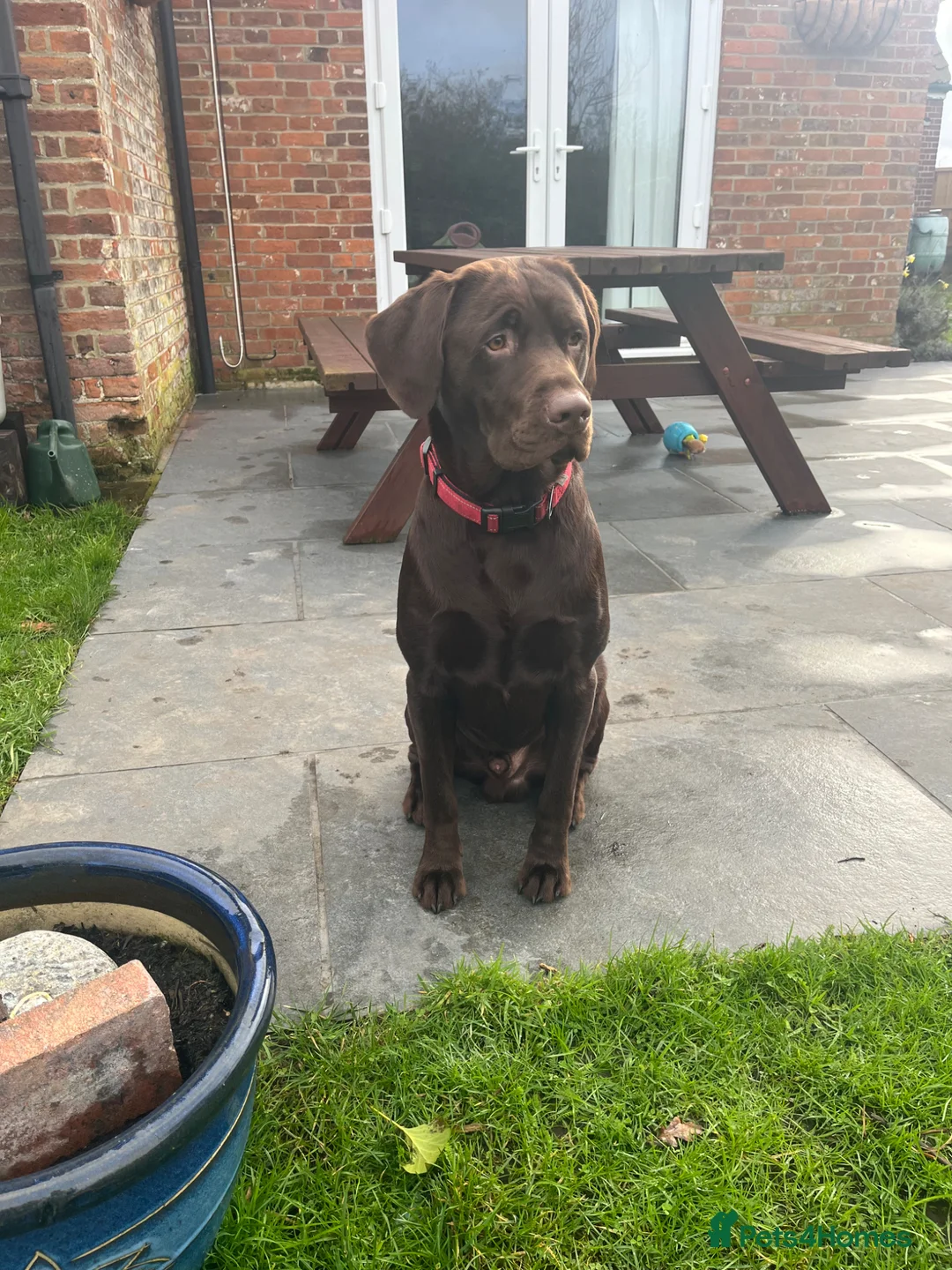 Labrador Retriever dogs for stud: Male Chocolate Labrador for stud  in Norwich - Advert 2