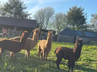 Alpaca livestock Two females, One male - Advert 6