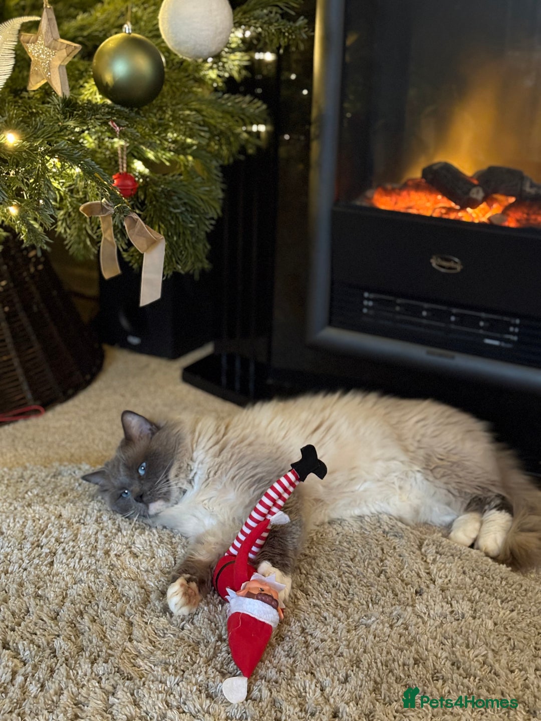 Ragdoll cats for sale: Ragdoll kittens  - Image 11