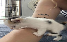 British Longhair cats for sale: Fluffy black & white kittens - Image 8