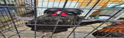 Chickens poultry for sale: 2 polish bantam Roosters  - Advert 9