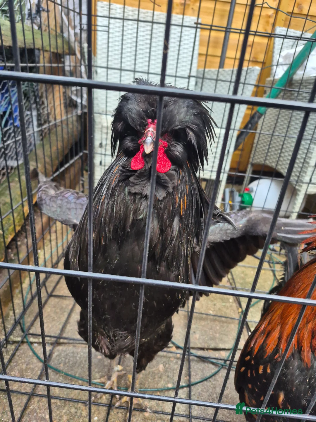 Chickens poultry for sale: 2 polish bantam Roosters  - Advert 9