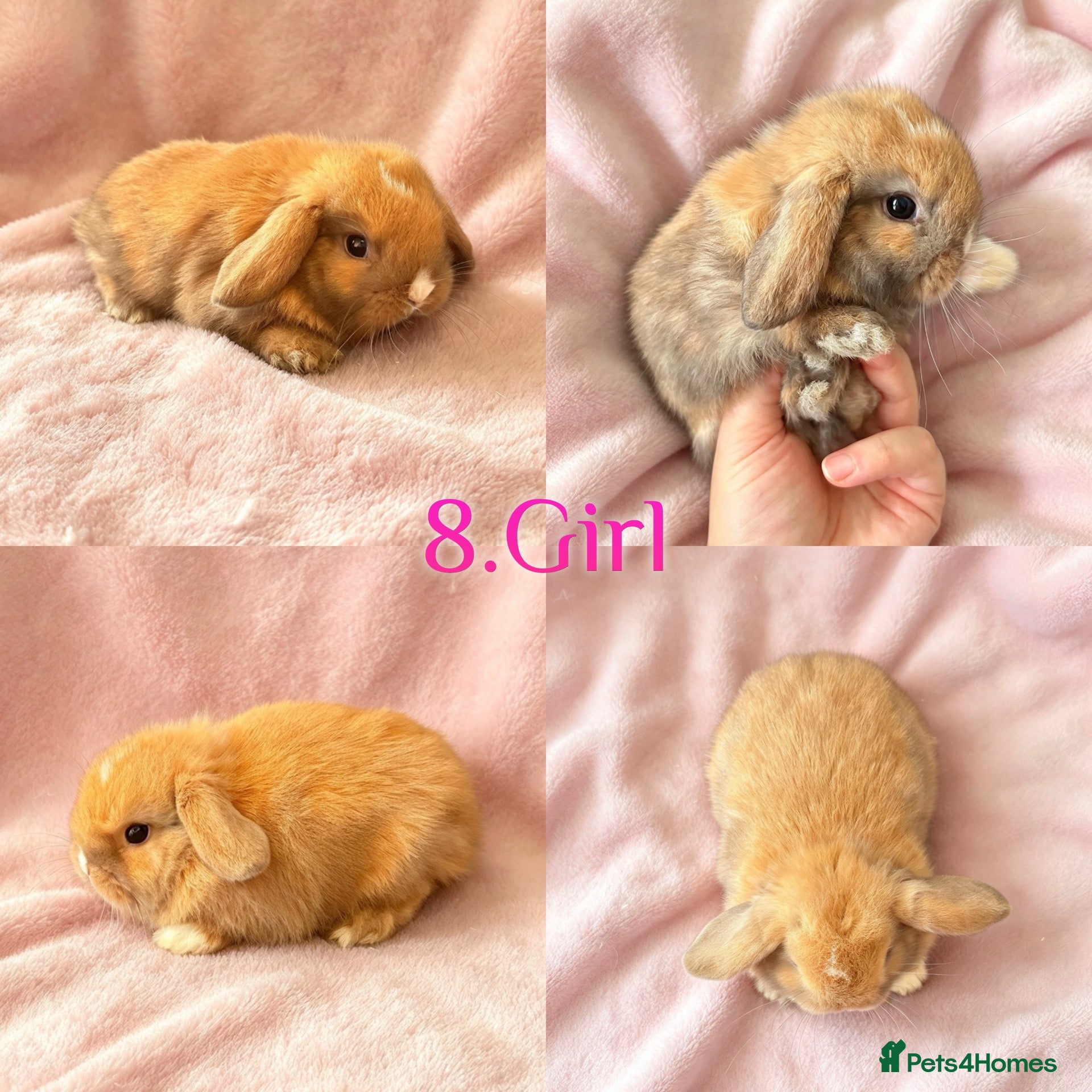 Mini Lop rabbits Baby Mini Lops Ready from 18/10 - Advert 1