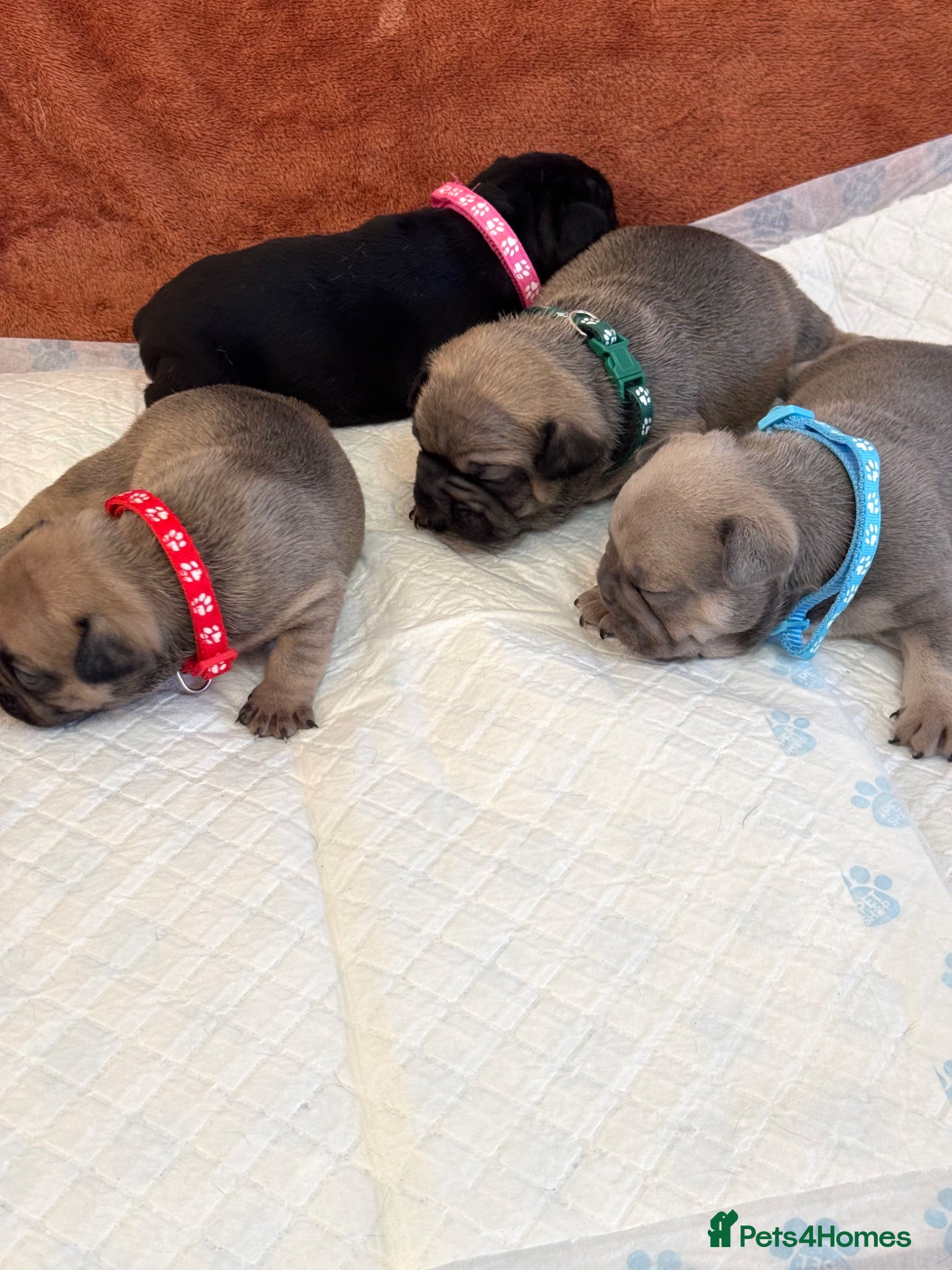 French Bulldog dogs Beautiful French Bulldog litter - Advert 4