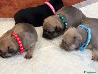 French Bulldog dogs Beautiful French Bulldog litter - Advert 4
