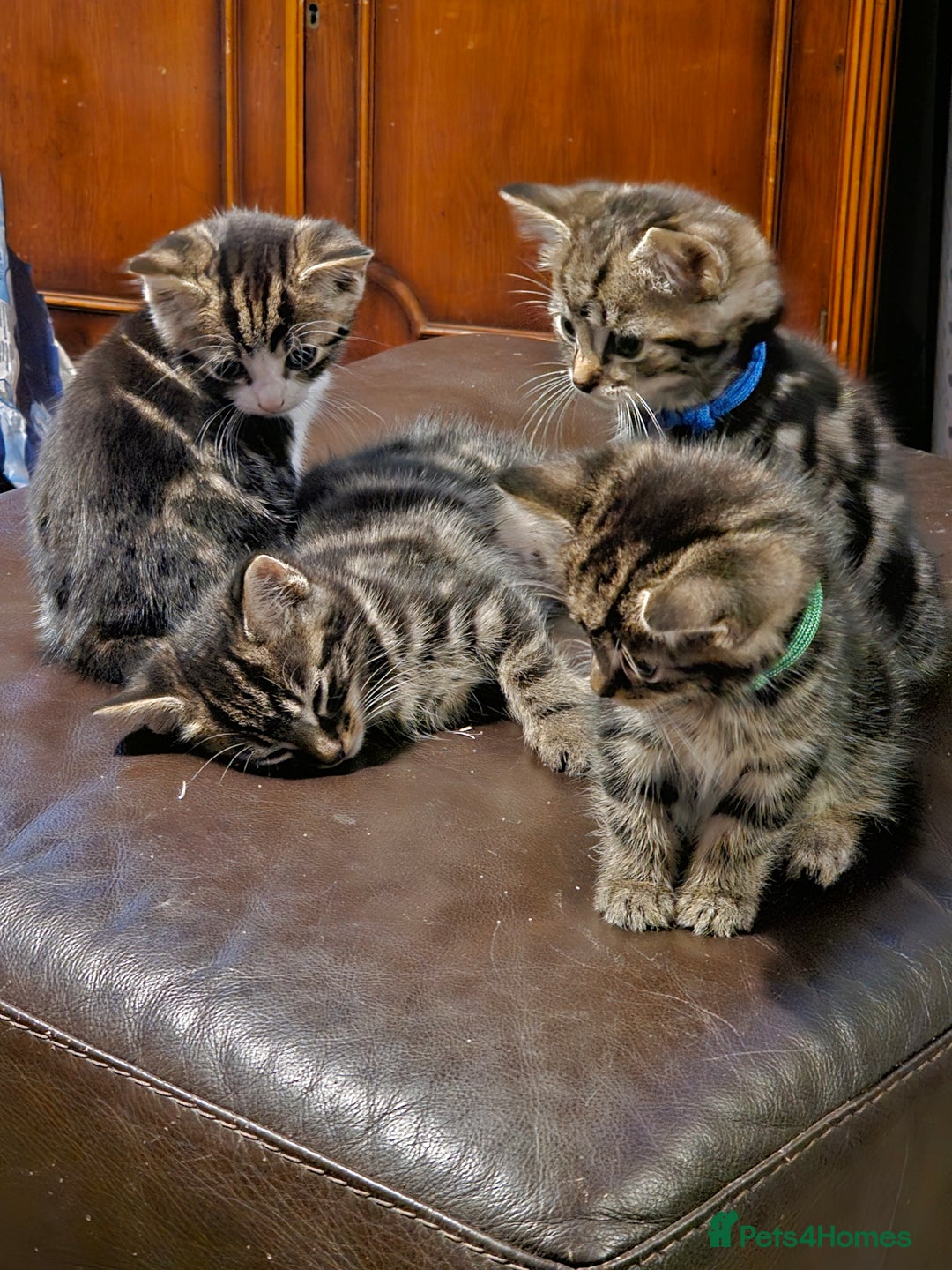 Mixed Breed cats for sale: Friendly Kittens. - Image 1